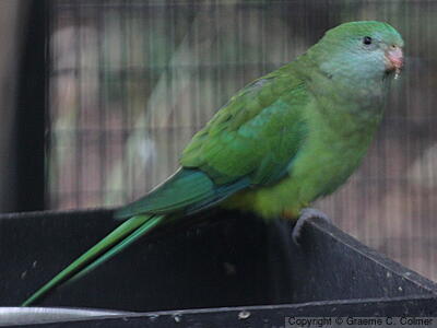 Superb Parrot (Polytelis swainsonii) - Adult female