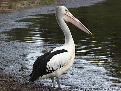 Australian Pelican (Pelecanus conspicillatus) - Adult