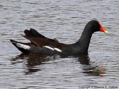 Common Gallinule (Gallinula galeata) - Adult