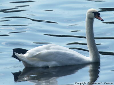 Mute Swan (Cygnus olor) - Adult