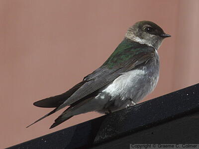 Violet-green Swallow (Tachycineta thalassina) - Adult female