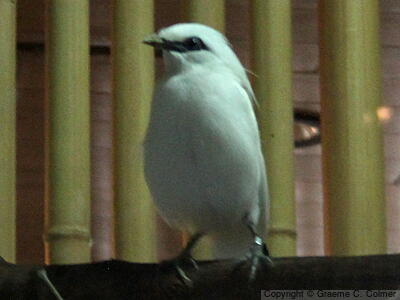 Bali Myna (Leucopsar rothschildi) - Adult