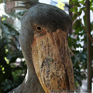 Shoebill (Balaeniceps rex) - Adult
