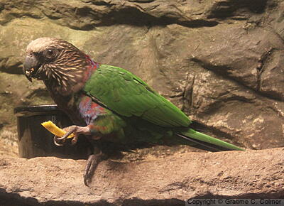 Red-fan Parrot (Deroptyus accipitrinus) - Adult