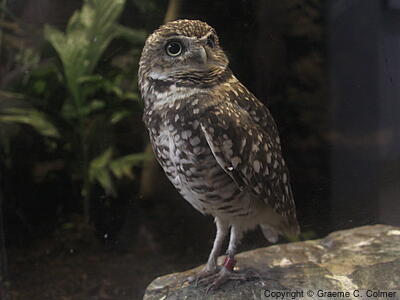 Burrowing Owl (Athene cunicularia) - Adult