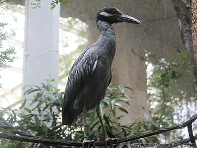 Yellow-crowned Night Heron (Nyctanassa violacea) - Adult