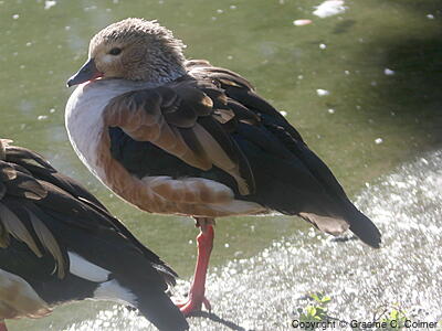 Orinoco Goose (Oressochen jubatus) - Adult