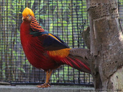 Golden Pheasant (Chrysolophus pictus) - Adult