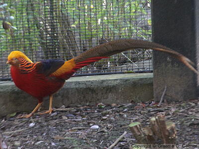Golden Pheasant (Chrysolophus pictus) - Adult