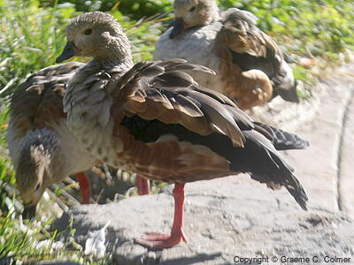 Orinoco Goose (Oressochen jubatus) - Adult