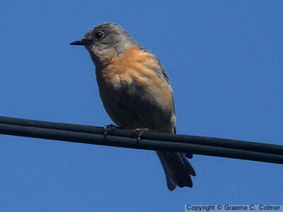 Western Bluebird (Sialia mexicana) - Adult male
