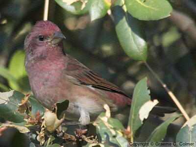 Purple Finch (Haemorhous purpureus) - Male (Western)