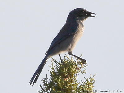 Woodhouse's Scrub-Jay (Aphelocoma woodhouseii) - Adult