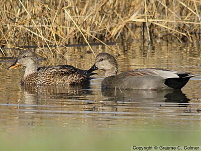 Gadwall (Mareca strepera) - Female and male