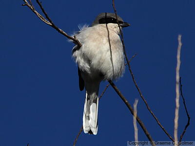 Loggerhead Shrike (Lanius ludovicianus) - Adult
