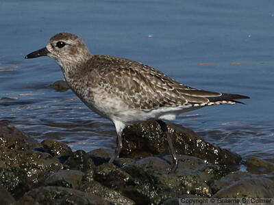Black-bellied Plover (Pluvialis squatarola) - Nonbreeding adult