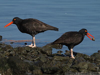 Black Oystercatcher (Haematopus bachmani) - Adults