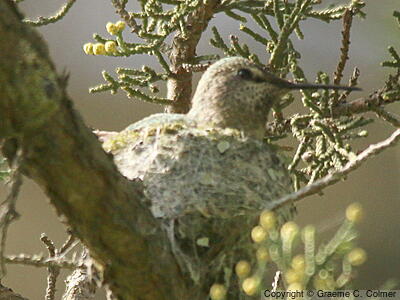 Anna's Hummingbird (Calypte anna) - Female on nest