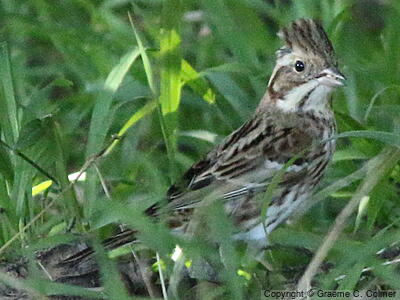 Rustic Bunting (Emberiza rustica) - Adult