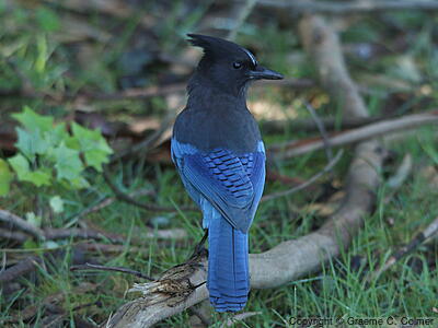 Steller's Jay (Cyanocitta stelleri) - Adult