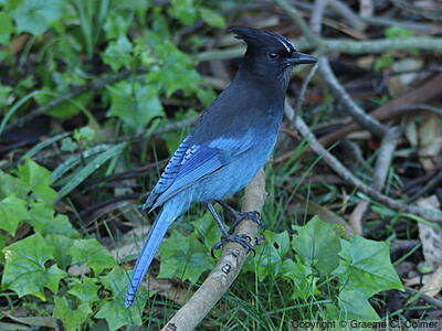 Steller's Jay (Cyanocitta stelleri) - Adult