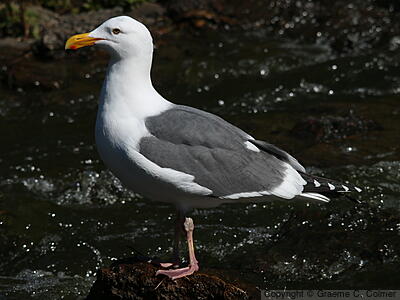 Western Gull (Larus occidentalis) - Breeding adult
