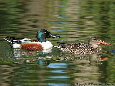 Northern Shoveler (Spatula clypeata) - Male and female