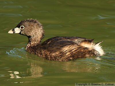 Pied-billed Grebe (Podilymbus podiceps) - Breeding adult