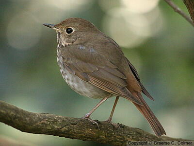 Hermit Thrush (Catharus guttatus) - Adult
