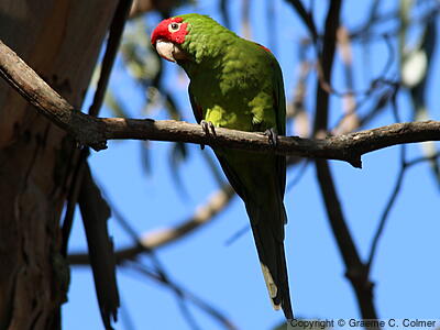 Red-masked Parakeet (Psittacara erythrogenys) - Adult