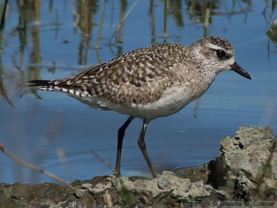 Black-bellied Plover (Pluvialis squatarola) - Nonbreeding adult