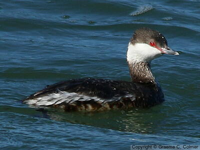 Horned Grebe (Podiceps auritus) - Nonbreeding adult