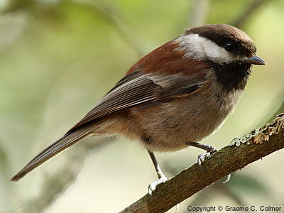 Chestnut-backed Chickadee (Poecile rufescens) - Adult