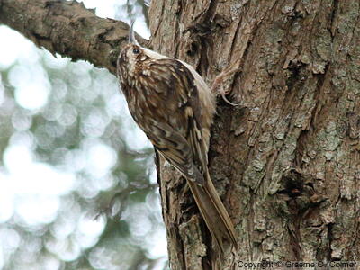 Brown Creeper (Certhia americana) - Adult