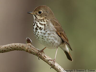 Hermit Thrush (Catharus guttatus) - Adult