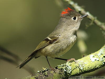 Ruby-crowned Kinglet (Corthylio calendula) - Adult male