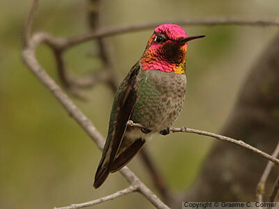 Anna's Hummingbird (Calypte anna) - Adult male