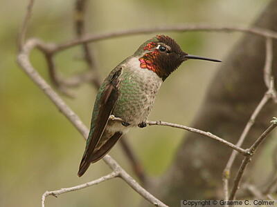 Anna's Hummingbird (Calypte anna) - Adult male