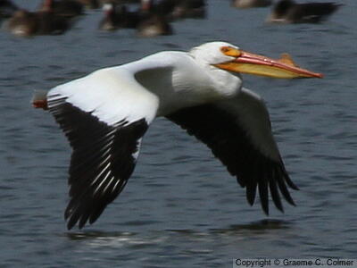 American White Pelican (Pelecanus erythrorhynchos) - Breeding Adult