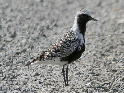 Black-bellied Plover (Pluvialis squatarola) - Breeding adult