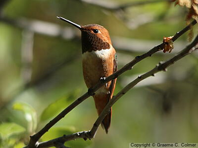 Rufous Hummingbird (Selasphorus rufus) - Adult male