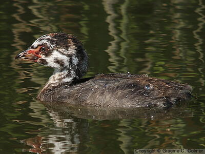 Pied-billed Grebe (Podilymbus podiceps) - Juvenile