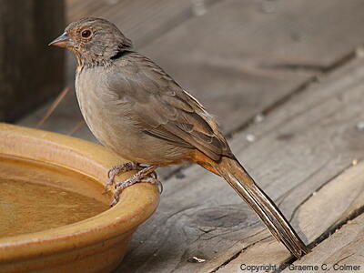 California Towhee (Melozone crissalis) - Adult