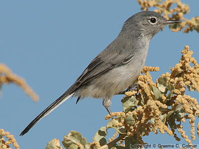 Black-tailed Gnatcatcher (Polioptila melanura) - Adult