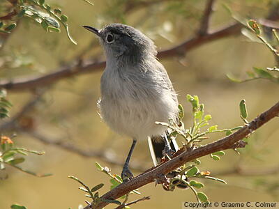Black-tailed Gnatcatcher (Polioptila melanura) - Adult