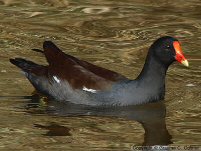 Common Gallinule (Gallinula galeata) - Adult