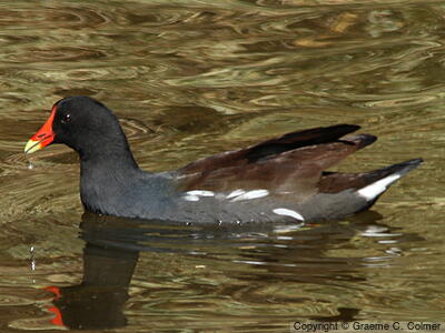 Common Gallinule (Gallinula galeata) - Adult