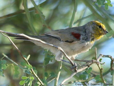 Verdin (Auriparus flaviceps) - Adult