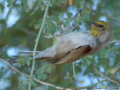 Verdin (Auriparus flaviceps) - Adult