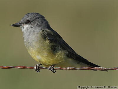Cassin's Kingbird (Tyrannus vociferans) - Adult